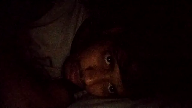 sageer097 online show from November 13, 2025, 6:23 pm