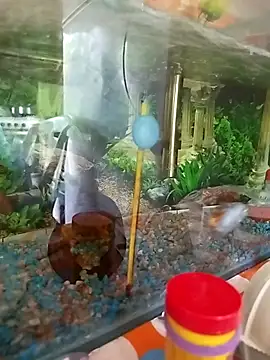 Snapshot of reynaafro93 chatting on November 18, 2025, 3:04 pm reynaafro93 online show from November 18, 2025, 3:04 pm