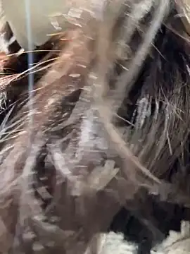 Snapshot of Seven-017 chatting on December 16, 2025, 5:00 am Seven-017 online show from December 16, 2025, 5:00 am