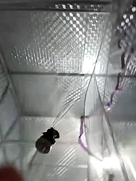 Snapshot of Evelyn-n chatting on March 4, 2026, 12:24 pm Evelyn-n online show from March 4, 2026, 12:24 pm