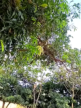 Snapshot of Avejkhan1630 chatting on December 14, 2025, 4:29 am Avejkhan1630 online show from December 14, 2025, 4:29 am