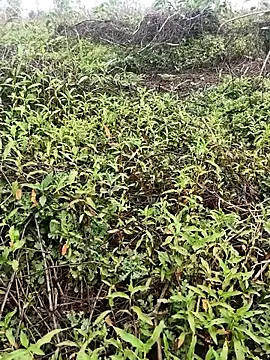 Sheela Sex90 online show from April 16, 2026, 4:02 am