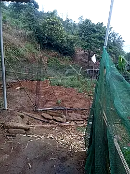 congchua977 online show from March 10, 2026, 11:53 pm