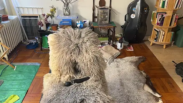 chiloschista online show from April 6, 2026, 6:09 pm