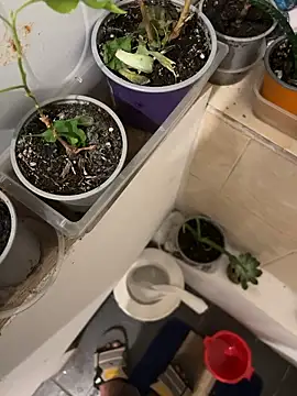 sexysmithbaby online show from January 18, 2026, 3:21 am