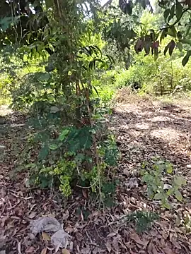 Snapshot of desiBig_dick chatting on March 23, 2026, 8:58 am desiBig dick online show from March 23, 2026, 8:58 am