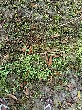 Snapshot of Shivanisingh4 chatting on March 30, 2026, 2:02 am Shivanisingh4 online show from March 30, 2026, 2:02 am