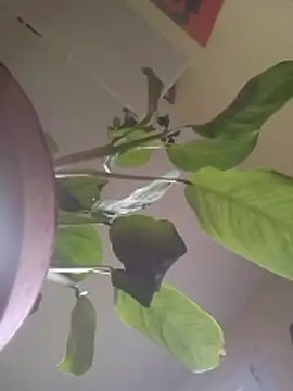 Snapshot of NickoHetero chatting on January 17, 2026, 2:42 pm NickoHetero online show from January 17, 2026, 2:42 pm