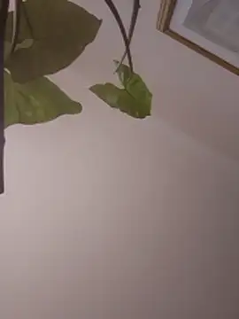 Snapshot of NickoHetero chatting on January 13, 2026, 2:10 pm NickoHetero online show from January 13, 2026, 2:10 pm