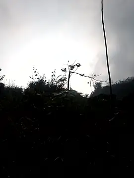 elen8800 online show from March 3, 2026, 1:12 am