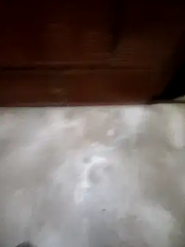 Sophia Noah online show from March 9, 2026, 10:08 am