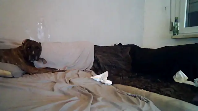 Snapshot of Ssinsieme69 chatting on July 31, 2026, 9:56 pm Ssinsieme69 online show from July 31, 2026, 9:56 pm
