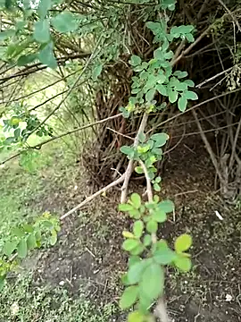 junedkhan99 online show from April 4, 2026, 5:25 am