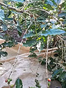 90-45 online show from April 15, 2026, 10:32 am