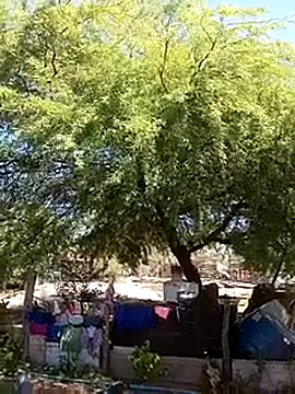 Snapshot of _-_-_safada021_-_-_ chatting on August 6, 2026, 3:29 pm - - safada021 - - online show from August 6, 2026, 3:29 pm