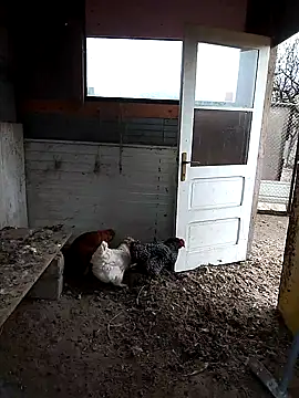 sarpe4 online show from November 22, 2025, 7:29 am