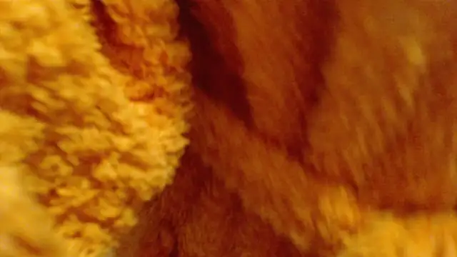 Snapshot of larawet chatting on February 26, 2025, 6:48 pm larawet online show from February 26, 2025, 6:48 pm