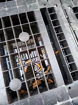 Snapshot of Ethangay chatting on February 25, 2026, 7:19 am Ethangay online show from February 25, 2026, 7:19 am