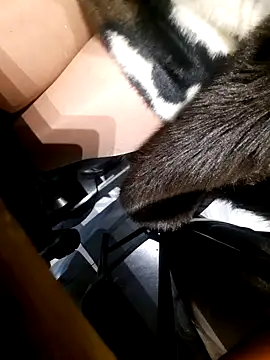 Snapshot of Dirtyfeelin chatting on November 18, 2025, 2:42 pm Dirtyfeelin online show from November 18, 2025, 2:42 pm