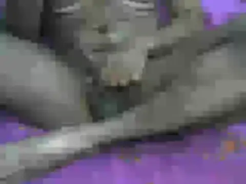 Snapshot of AnilSharma2021 chatting on December 13, 2025, 8:04 pm AnilSharma2021 online show from December 13, 2025, 8:04 pm