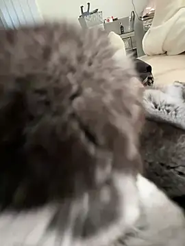 Furdale online show from March 3, 2026, 3:30 pm