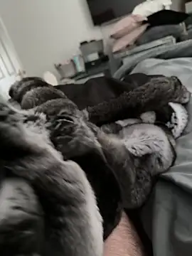 Furdale online show from October 30, 2025, 2:14 pm