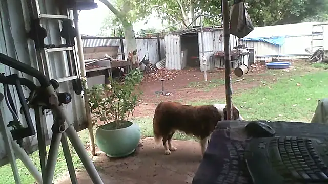 Snapshot of herbie010666 chatting on November 27, 2025, 4:24 am herbie010666 online show from November 27, 2025, 4:24 am