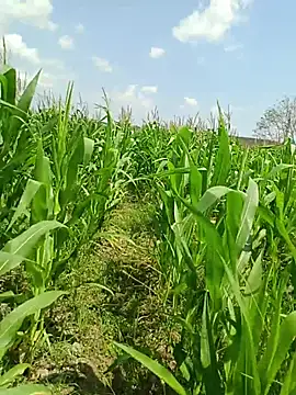 kummuduabbai online show from March 19, 2026, 7:41 am