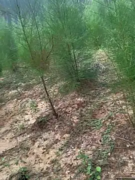 Snapshot of Gopal1243 chatting on November 24, 2025, 2:11 am Gopal1243 online show from November 24, 2025, 2:11 am