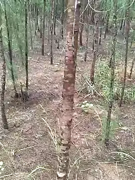 Snapshot of Gopal1243 chatting on October 19, 2025, 4:48 am Gopal1243 online show from October 19, 2025, 4:48 am