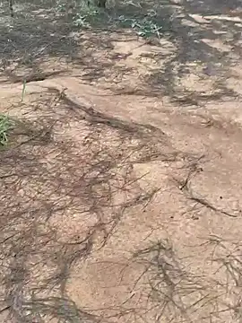 Snapshot of Gopal1243 chatting on October 9, 2025, 2:01 am Gopal1243 online show from October 9, 2025, 2:01 am