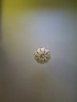 Snapshot of cuci45 chatting on October 11, 2025, 6:31 pm cuci45 online show from October 11, 2025, 6:31 pm