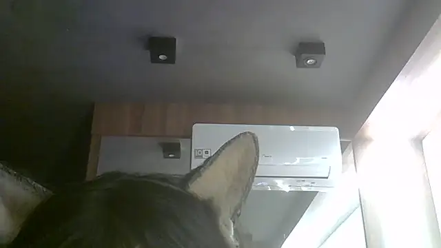Snapshot of Skinny-Kitten chatting on July 6, 2026, 5:37 pm Skinny-Kitten online show from July 6, 2026, 5:37 pm