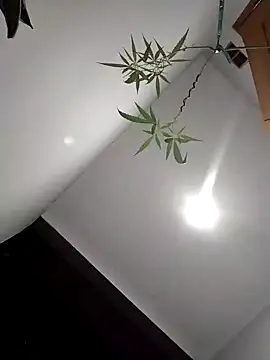 Dwirosebig online show from December 4, 2025, 3:11 pm